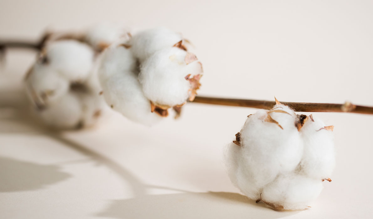 Boob organic cotton - sustainability survey